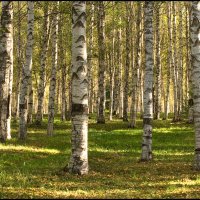 Березняк :: Владимир 