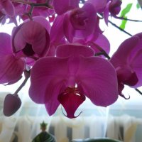 Орхидея :: Гульнара Магасумова