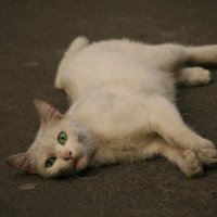 Питерские кошки :: Ольга Чубан