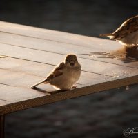 Ну что за люди! Все съели и даже крошки не оставили... :: Виталий Ахмедьянов