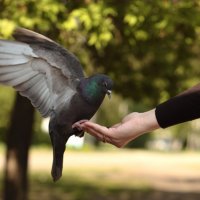 Птица в руке :: Катерина Мишкель