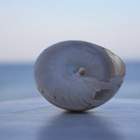 Sea shell. Amed. Bali. :: Eva Langue