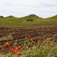 Четыре Кавалера. :: Николай Сидаш