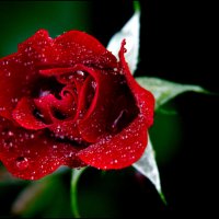 Red Rose :: Антон Богданов
