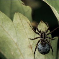 Spider :: Антон Богданов
