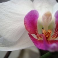 orhidee :: Anastasia GangLiON