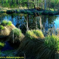 Карпинские болота :: Валерий Жданов
