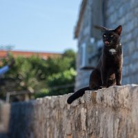 Чёрная кошка :: Sergei Khandrikov