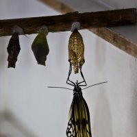 Бабочка :: Оксана Карцева