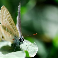 Butterfly 2 :: Антон Богданов