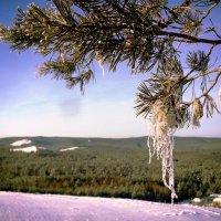 Карагайка :: Юлия Калунина