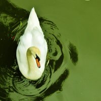 Swan :: natalia nataria