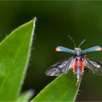 Из жизни насекомых 3 :: Николай Бабухин