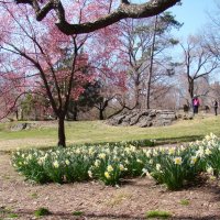 Весна в централ-парке Нью-Йорка :: Vasilii Pozdeev