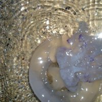 медузы :: Инга 