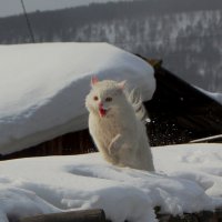 Снежный Барсик :: Сергей Шаврин