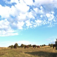 Облака - белогривые лошадки :: Anastasia Fomichova