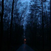 В темно-синем лесу...) :: Ирина A