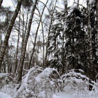 В лесу :: Сергей Мягченков