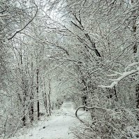 Первый московский снежный день. :: Елена Р 