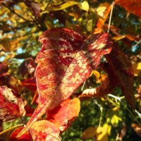 Осенний цвет :: AlexDesemder 