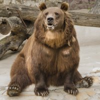 Медведь :: Алёна Романова
