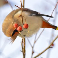 Свиристель :: Владимир Пензин