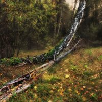 ... про осенний лес :: Сергей Шабуневич