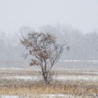 Снег :: Виктор Алеветдинов