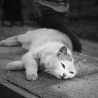 ..грустная кошка.. :: Ирина Осерцова