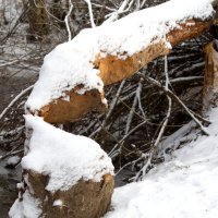 Про бобров :: Сергей Тихонов