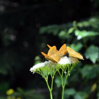 бабочки :: Геннадий 