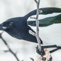 Сорока :: Ольга Прикуль