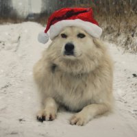 Santa :: Дарий Kapysta