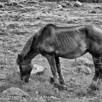 Horse :: Амбарцумян Тигран