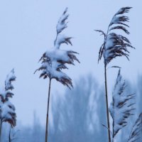 камыш и зима :: Анна Губенко