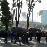 слонов по улицам водили... :: oxana 
