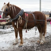 * :: олег воробьев