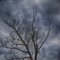одинокое дерево :: Алексей Жариков