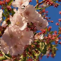 Цветки сакуры, которая никогда не плодоносит :: Lena Li
