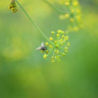 Укроп :: Евгений Елькин