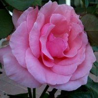 ...розовая роза... :: Элла 