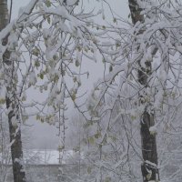 нежданный снег :: Olga Sergeeva