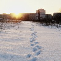 Свежий снег, первый след :: Елена Перевозникова