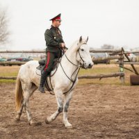 Орловский рысак и брестский казак :: Надежда Горох (Красненкова)