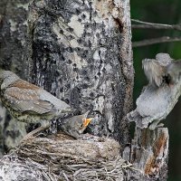 Ты куда, братишка? :: Георгий Кулаковский