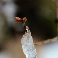 Почка маленькая, а снегу на ней.... :: Николай Денежкин