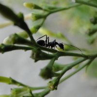 Из жизни муравьев (продолжение) :: Оксана Шрикантх