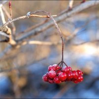 Заморозки... :: Сергей Данила