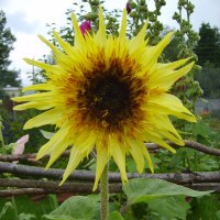 sunflower :: Андрей Столяров